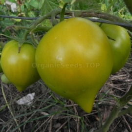 «Budenovka Green» - Organic Tomato Seeds