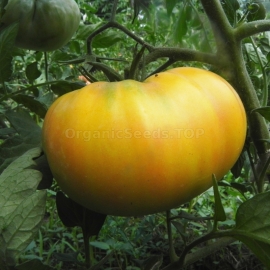 «Big Zac Yellow» - Organic Tomato Seeds