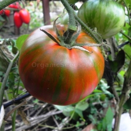 «Berkeley Tai Dai» - Organic Tomato Seeds