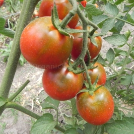 «Eggplant» - Organic Tomato Seeds