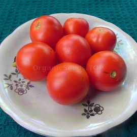 «Arctic Cherry» - Organic Tomato Seeds