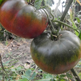 «Watermelon Black» - Organic Tomato Seeds