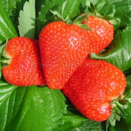 «Clery» - Organic Strawberry Seeds