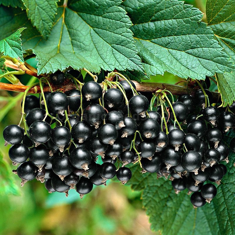 «Consort» Organic Blackcurrant Seeds Shipping is free for orders