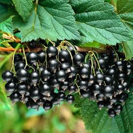 «Consort» - Organic Blackcurrant Seeds