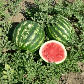 «Mriya» - Organic Watermelon Seeds