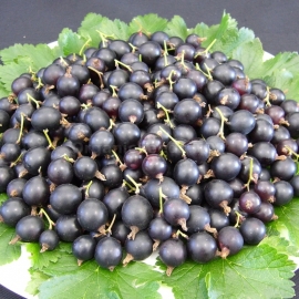 «Josta» - Organic Jostaberry Seeds