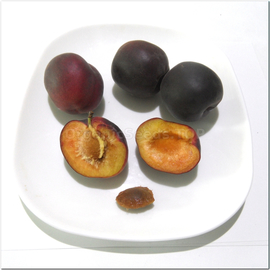 «Black Prince» - Organic Apricot Seeds
