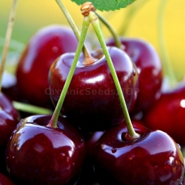 «Melitopol Black» - Organic Black Cherry Seeds