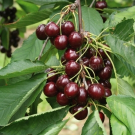 «Morello» - Organic Cherry Seeds