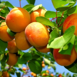 Organic Apricot Seeds (Prunus Armeniaca)