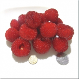 «Balloon Berry» - Organic Rubus Illecebrosus Seeds