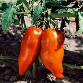 «Hugo» - Organic Tomato Seeds