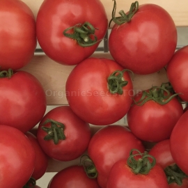 «Hubal» - Organic Tomato Seeds