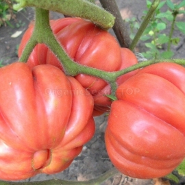 «American Ribbed Pink» - Organic Tomato Seeds
