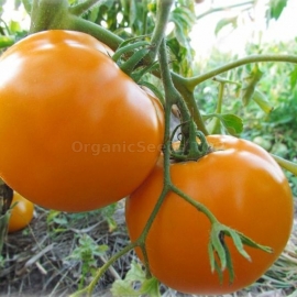 «Vasinda» - Organic Tomato Seeds