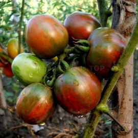 «Tzu-Yu» - Organic Tomato Seeds