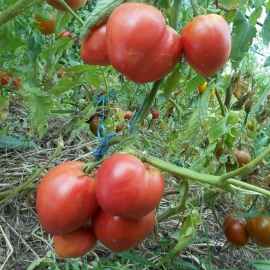 «Babel» - Organic Tomato Seeds