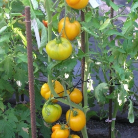 «Golden King Of Siberia» - Organic Tomato Seeds