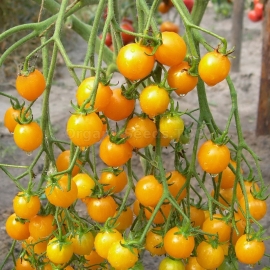 «Cherry Gold» - Organic Tomato Seeds