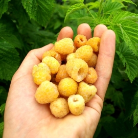 «Fall Gold» - Organic Raspberry Seeds
