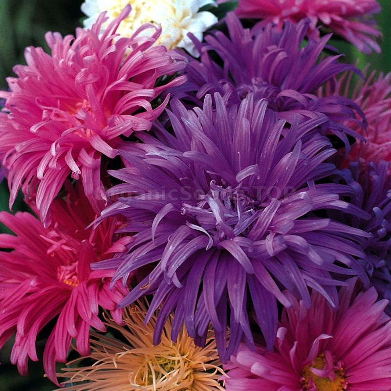 Comet Mix» - Organic Aster Seeds - ❀ Shipping is free for orders 