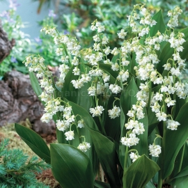 Organic May Lily of the Valley seeds