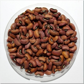 «Macarena» - Organic Bean Seeds