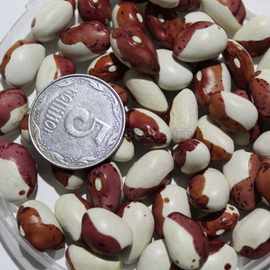 «Little Red Riding Hood» - Organic Bean Seeds