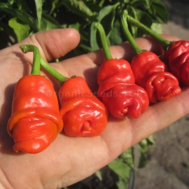 «Peter» - Organic Hot Pepper Seeds