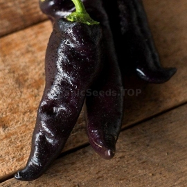«Marconi Purple» - Organic Pepper Seeds