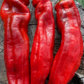 «Romero» - Organic Pepper Seeds