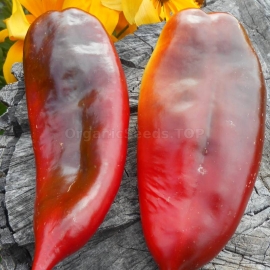 -SWEET PEPPER Paprika Slonovo Uvo 500 SEEDS -Organic seed,BIG ELEPHANT EAR RED 