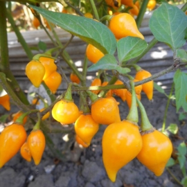 «Biquinho Amarelo» - Organic Hot Pepper Seeds
