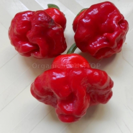 «Mushroom Red» - Organic Hot Pepper Seeds