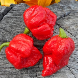 «Trinidad Scorpion Moruga Red» - Organic Hot Pepper Seeds