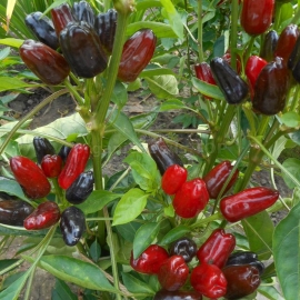 «Turkish Flower Biber» - Organic Hot Pepper Seeds
