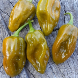 «Fatalii Green» - Organic Hot Pepper Seeds