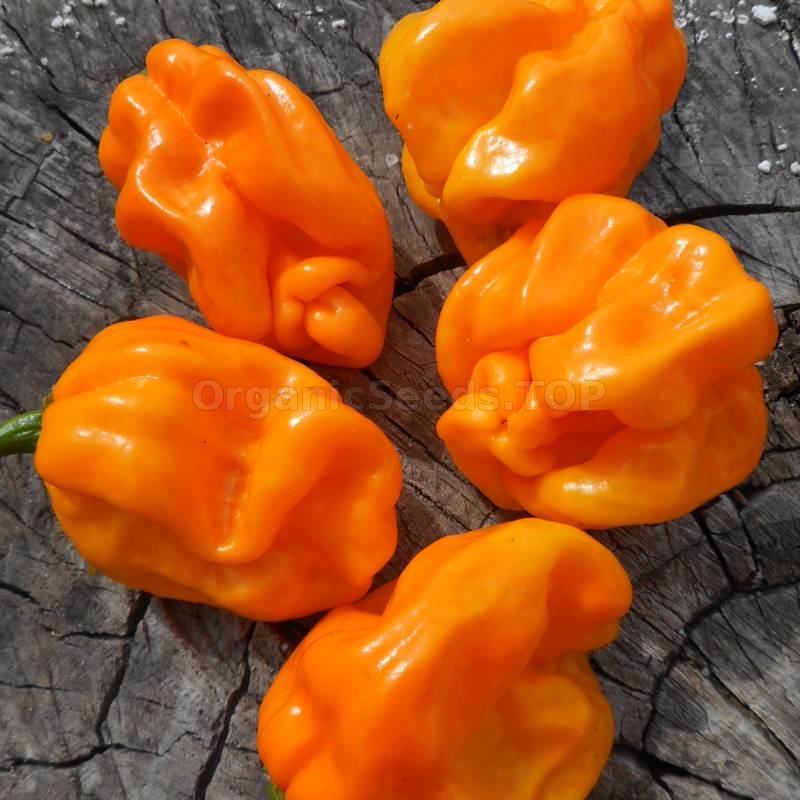 Habanero Numex Suave Orange Organic Hot Pepper Seeds Shipping Is