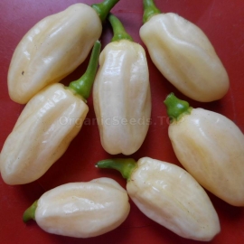 «Habanero Ivory» - Organic Hot Pepper Seeds