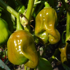 «Habanero Green» - Organic Hot Pepper Seeds