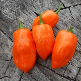 «Habanero Orange» - Organic Hot Pepper Seeds