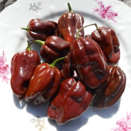 «Habanero Chocolate» - Organic Hot Pepper Seeds