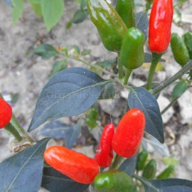 «Chilito De Simojovel» - Organic Hot Pepper Seeds