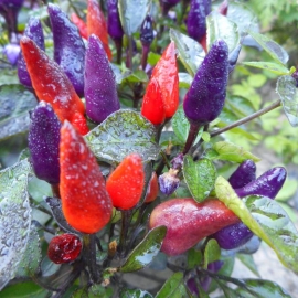 «Explosive Ember» - Organic Hot Pepper Seeds