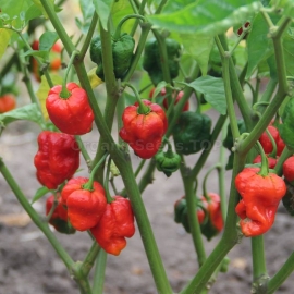 «Carolina Reaper Red» - Organic Hot Pepper Seeds