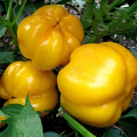 «Ratunda Gold» - Organic Pepper Seeds
