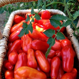 «San Marzano» - Organic Tomato Seeds