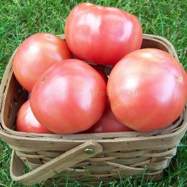 «Pink Olympus» - Organic Tomato Seeds