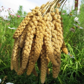 «Foxtail» - Organic Setaria Italica Seeds